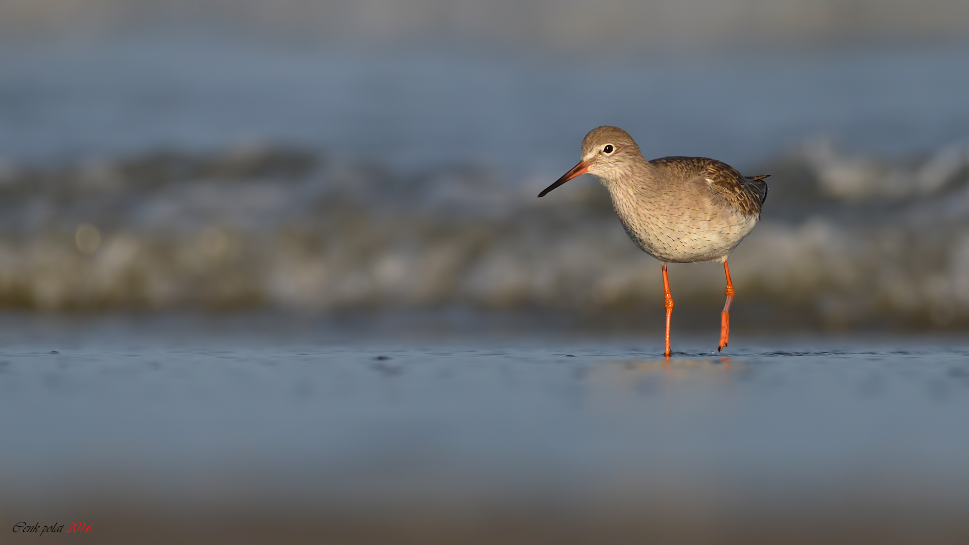 Common Redshank